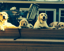 four-golden-retrievers