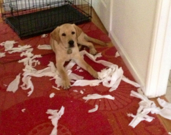 golden-retriever-playing-with-paper-towels