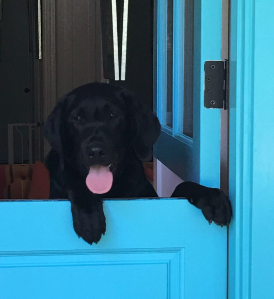 Black lab standing up looking over door