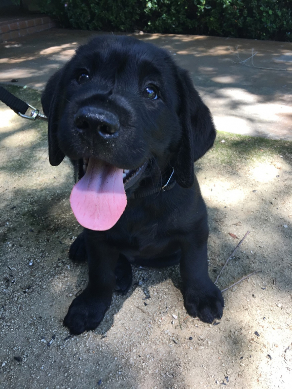 Black lab puppy sitting and smiling with tongue out