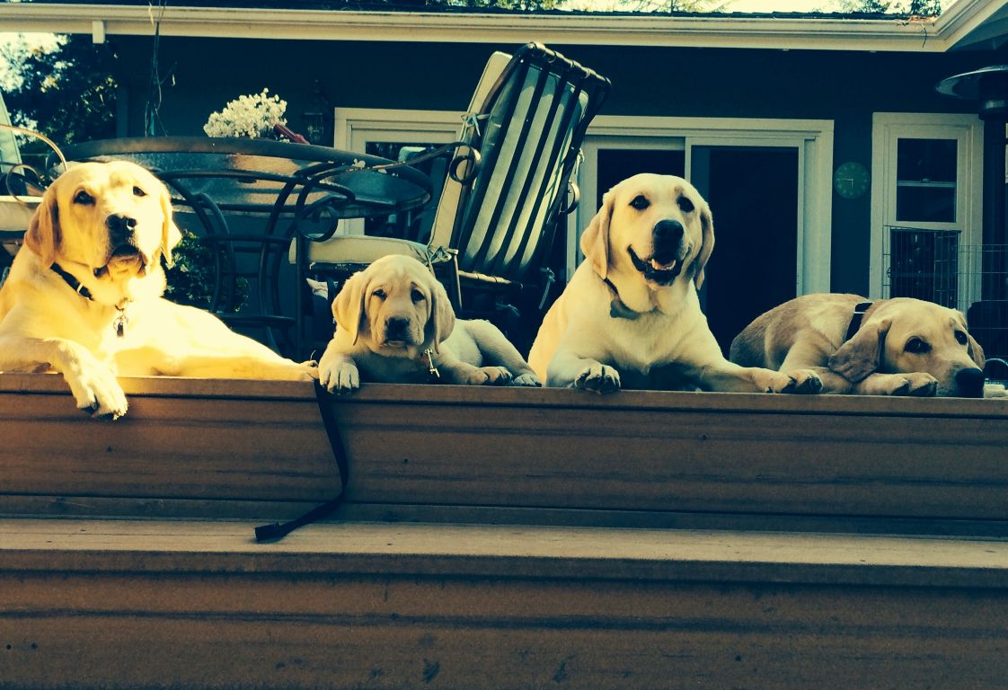 Four Golden Retrievers laying down and smiling on the porch