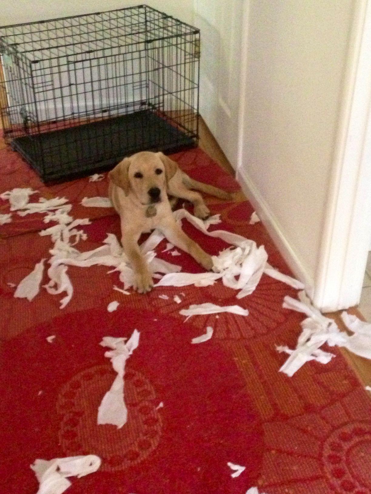 Golden Retriever puppy playing with paper towels